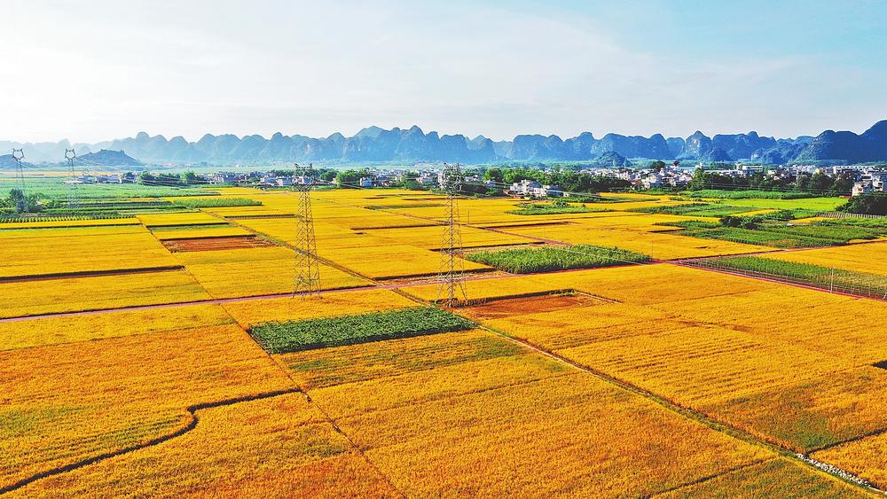 田间好“丰”景 喜悦“稻”不尽